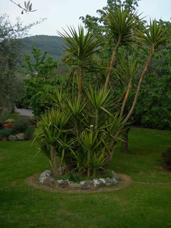 Gli Olivi Villa กาลชี ภายนอก รูปภาพ